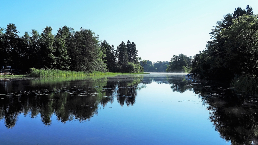 A lake with large trees on the shore. You can see both shores and what looks like an island in the lake also covered in trees. Near the shore there is some grass growing from out of the water. 