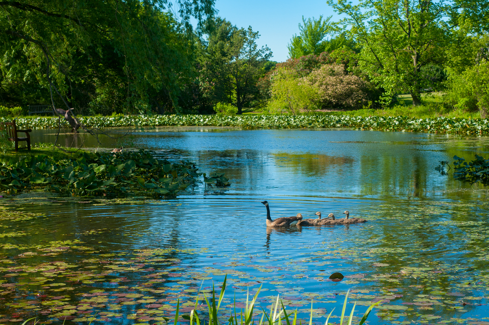 A pond that has lily pads, grasses, and large plants in it. There is also a goose with goslings swimming behind it. In the distance, on the shore of the pond, you can see lots of trees and tall grasses. One of the best Ohio day trips.