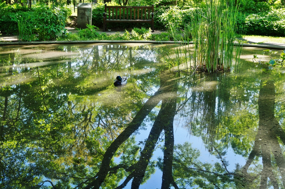 EAST LANSING, MI -22 MAY 2015- Established in 1873 at Michigan State University (MSU), the W. J. Beal Botanical Garden is the oldest continuous university botanical garden in the United States.