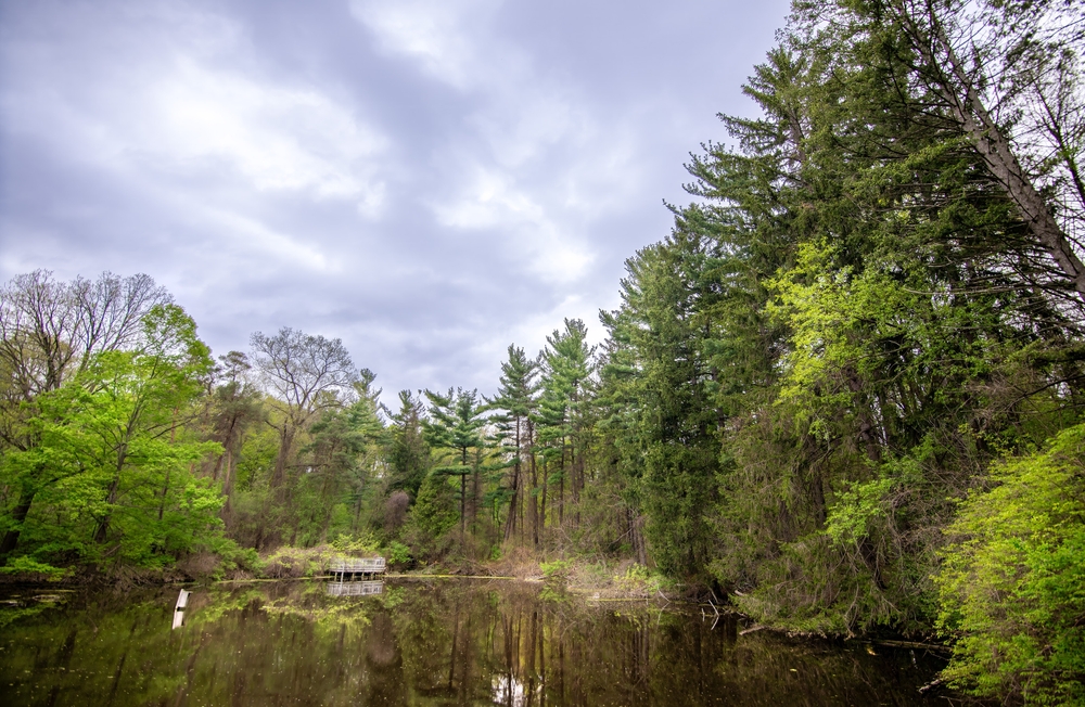 On a cloudy day and surrounded by a forest of various trees, “Woodland Pond” at Fenner Nature Center is calm and peaceful, on a summer day in Lansing, Michigan.