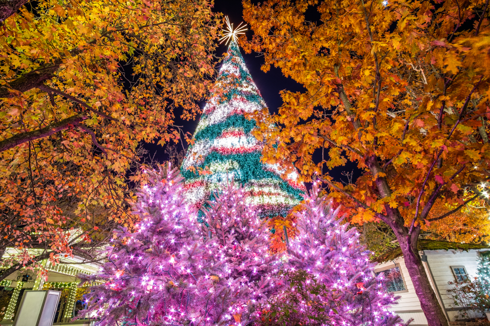 A tall Christmas tree next to orange trees in Branson, Missouri.