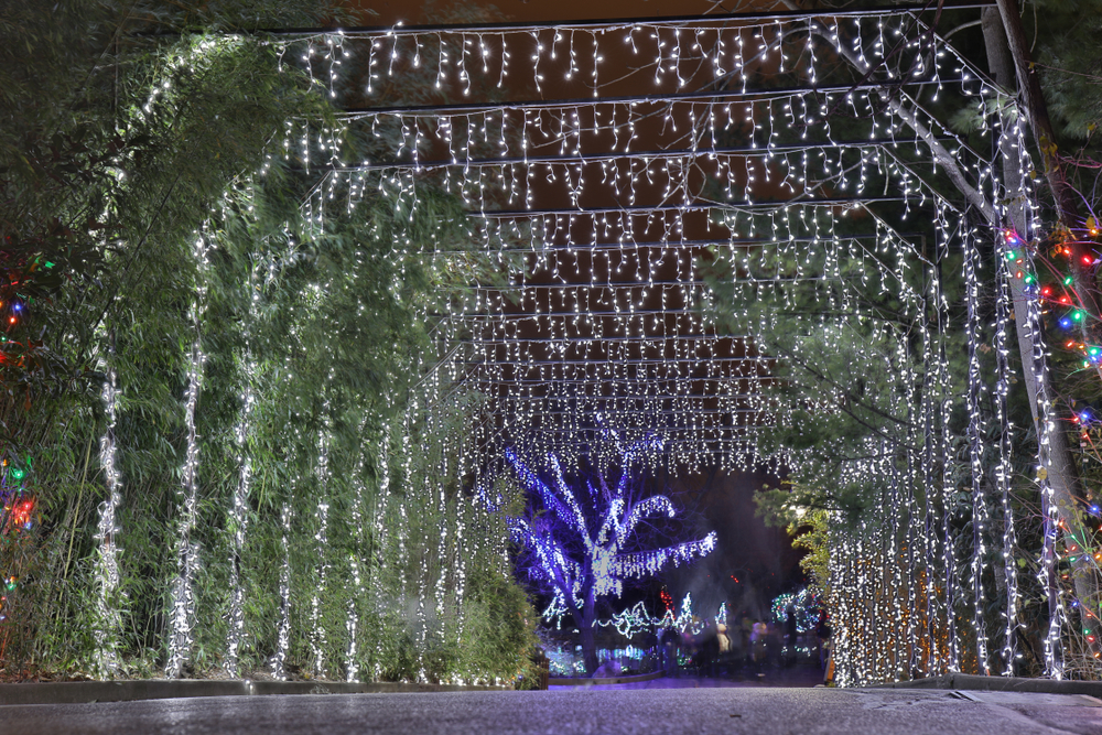 White light canopy with green trees. White lights in background.