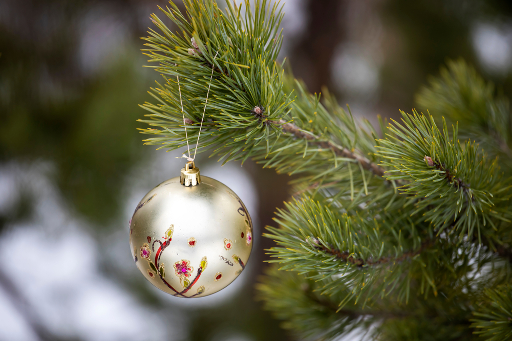 White ornament with red trim hanging from evergreen branch.