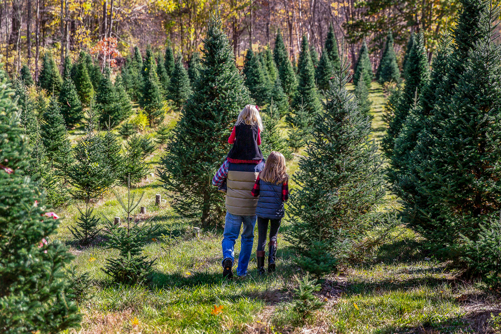 Old Time Christmas Tree Farm 