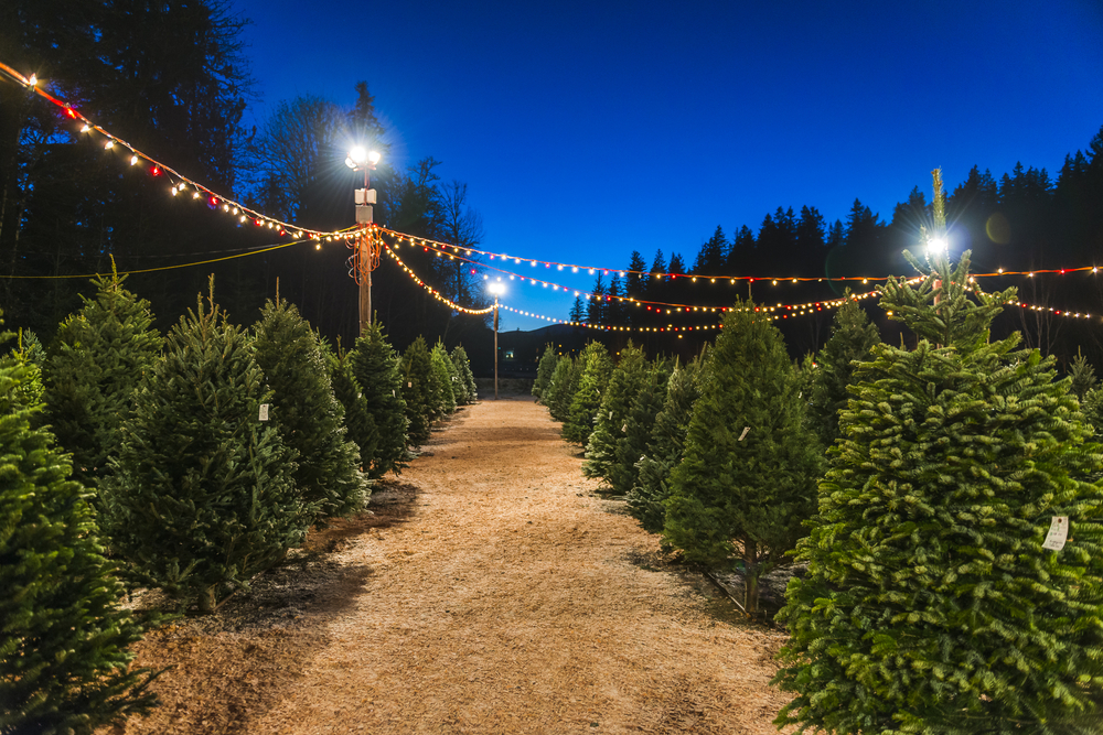 Rows of evergreen trees with colorful Christmas lights strung overhead. Night sky in background. Christmas tree farms in Ohio.