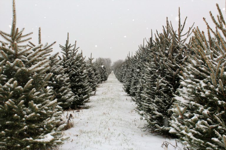 Christmas Tree Farms In Ohio 12 Festive Experiences Not To Miss