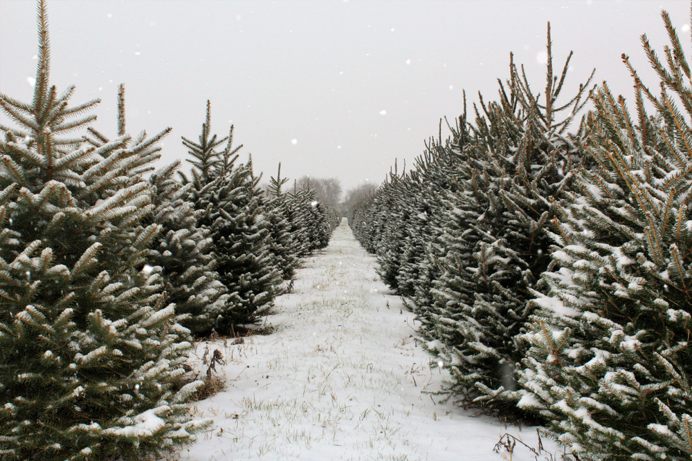 Rows of evergreen trees at Christmas tree farm in Ohio, covered in snow with snow on the ground.