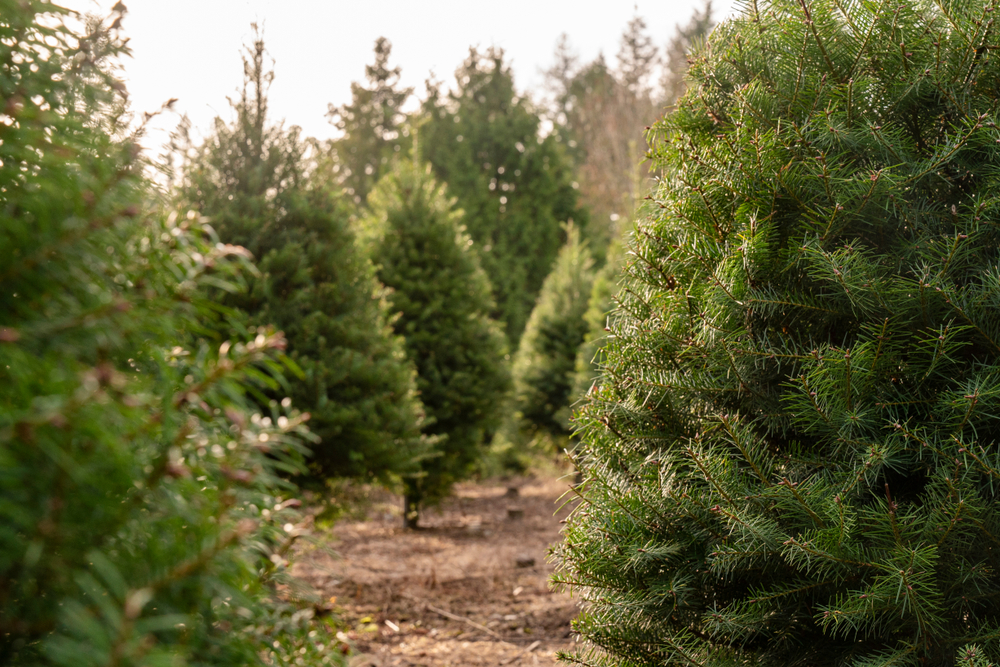 Evergreen trees on sunny day.