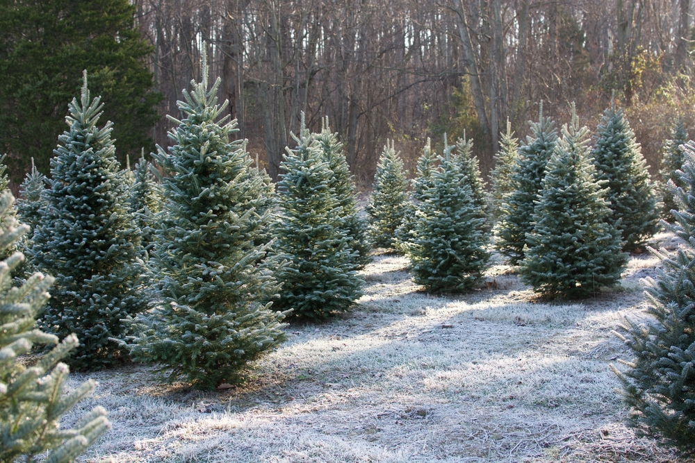 Evergreen trees with snow on ground and tall trees in background.