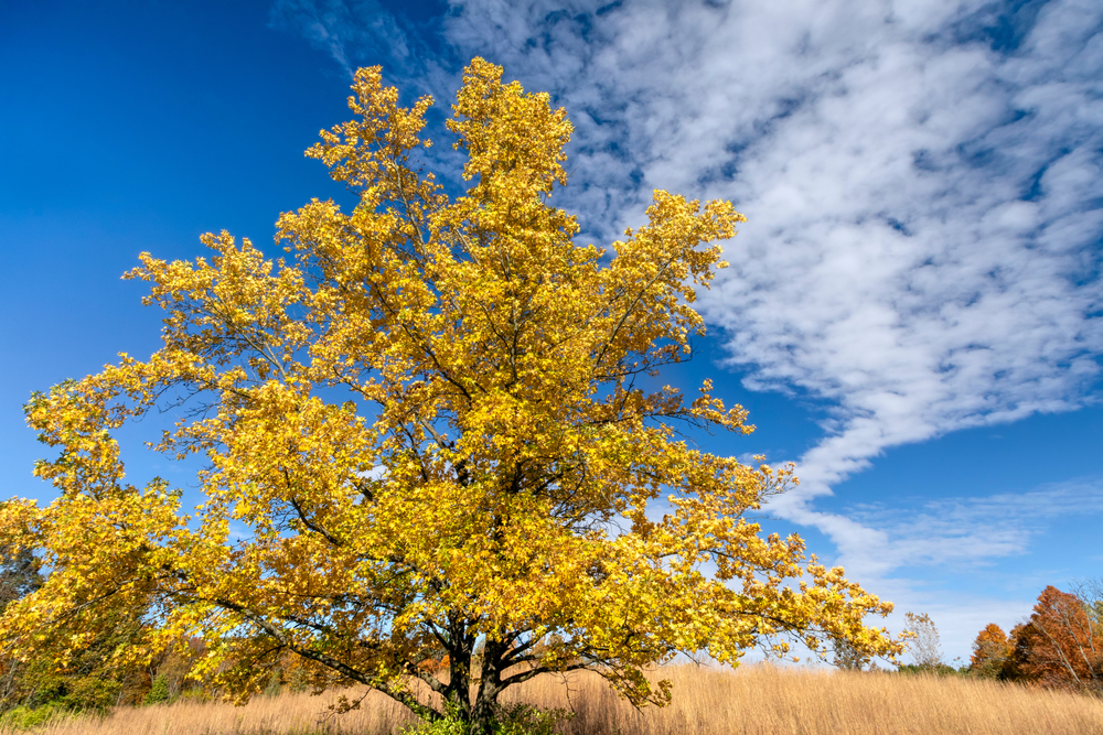 A tree with yellow leaves in a field in Fort Harrison State Park.