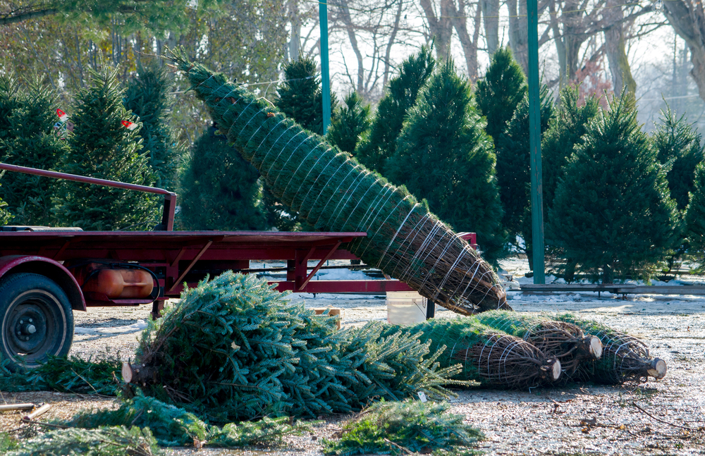 Evergreen tree lying next to red wagon, on ground in forefront.