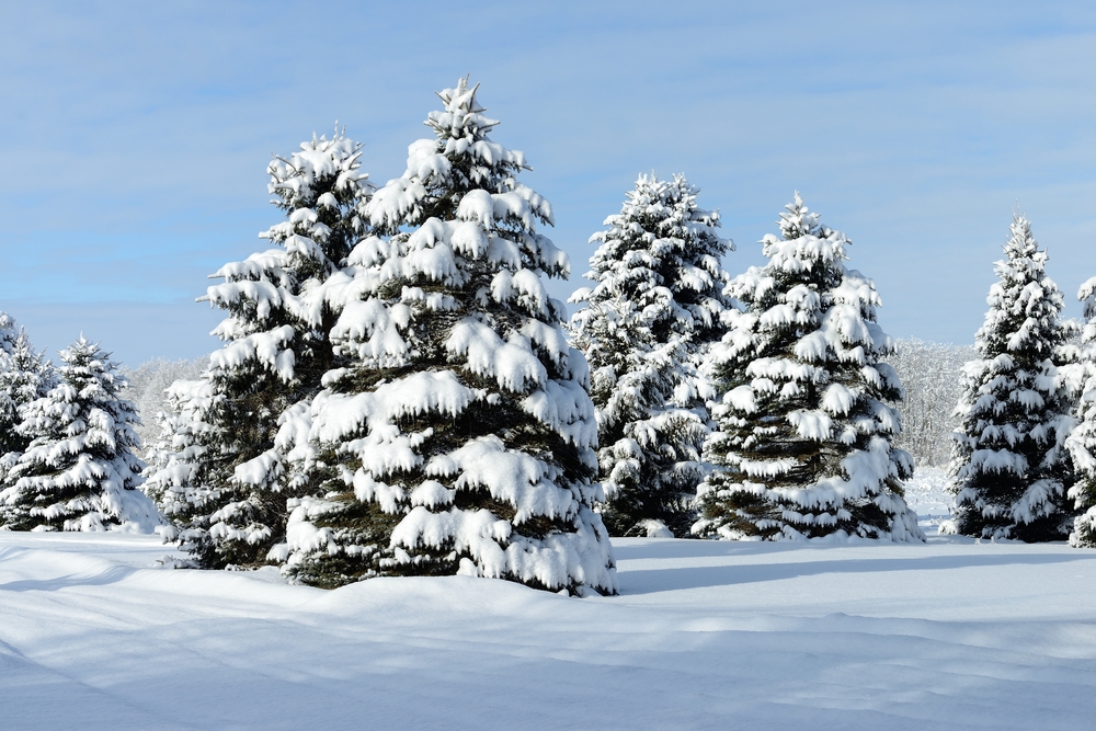 Evergreen trees in a snowy field.
