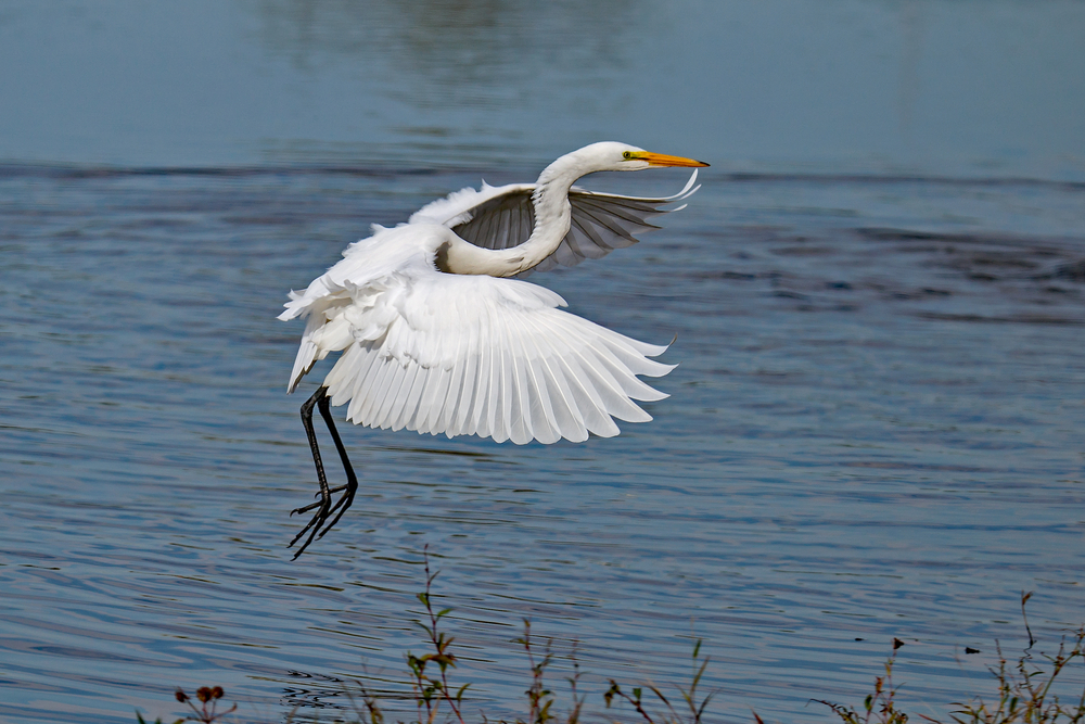 Great Egret flying into the water at Water Works Park.