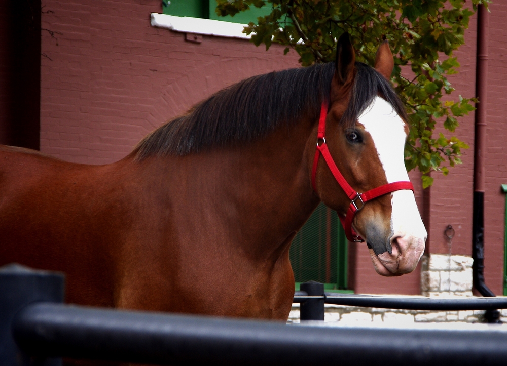 One of the Budweiser Clydesdales at Grants Farm, one of the best animal attractions in St. Louis.