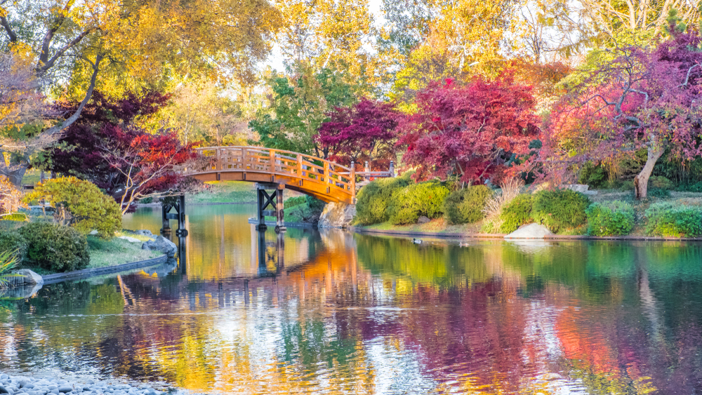 A lake and wooden bridge surrounded by fall foliage. One of the best things to do in St Louis