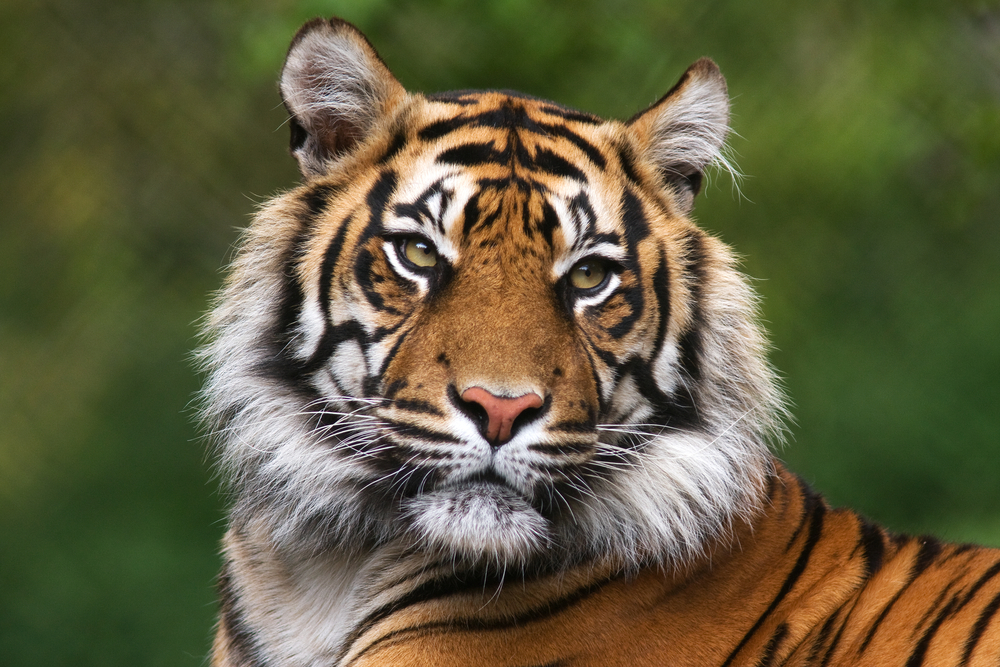 Close up of a tiger at the St. Louis Zoo.