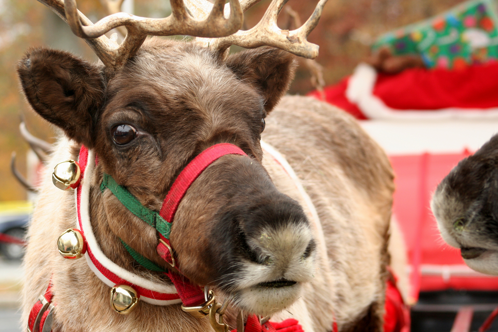 Close-up of a reindeer's face with jingle bells.