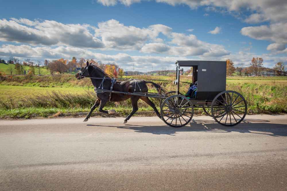 A horse and buggie strolling down a road in the Ohio Amish countryside. The buggie is black and the horse is brown. On the side of the road you can see rolling fields, and trees with no leaves and some with orange leaves, and in the far distance hills. 