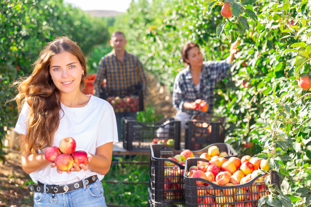 Family in Ohio apple orchard picking apples. Caucasian woman in front showing off handfuls of red apples.