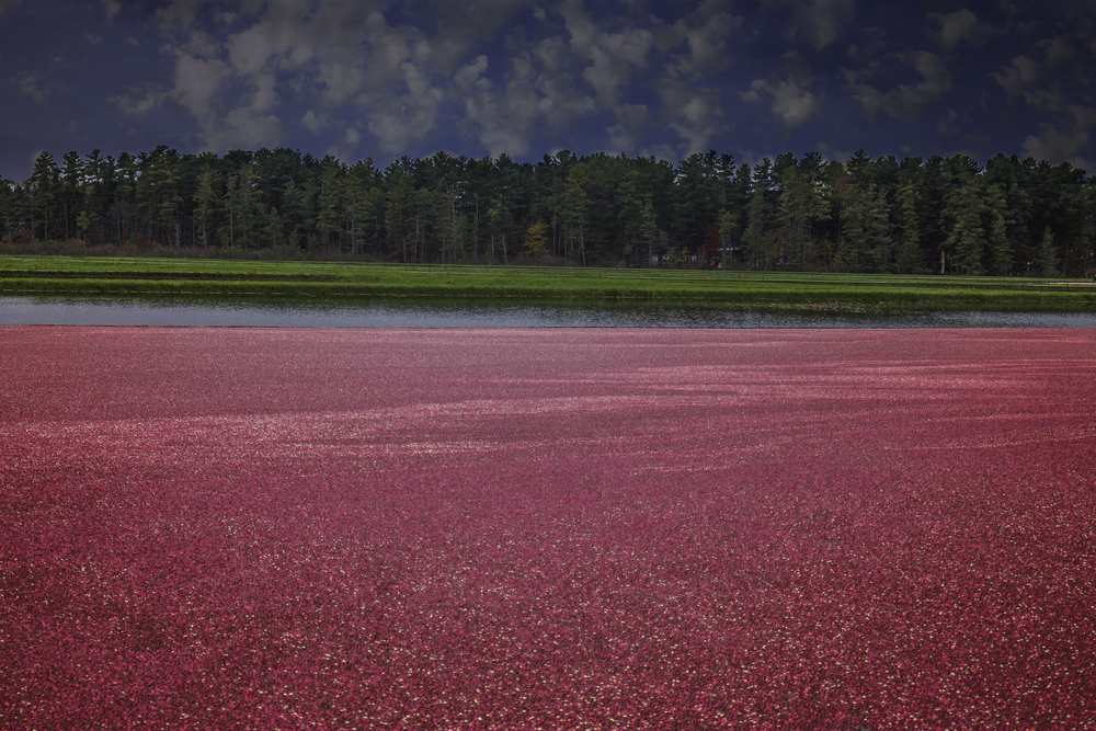 A cranberry marsh that is full of cranberries and in the distance you can see very green grass, a row of dense trees, and a dark sky with some scattered clouds. 