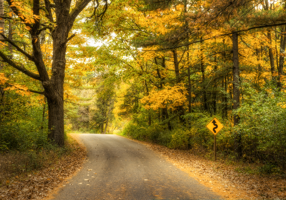 A winding road surrounded by dense forest on either sides. The road is paved and the trees have green, yellow, and orange leaves. On the ground you can see dead leaves and pine needles and there is a yellow 'curve ahead' sign.