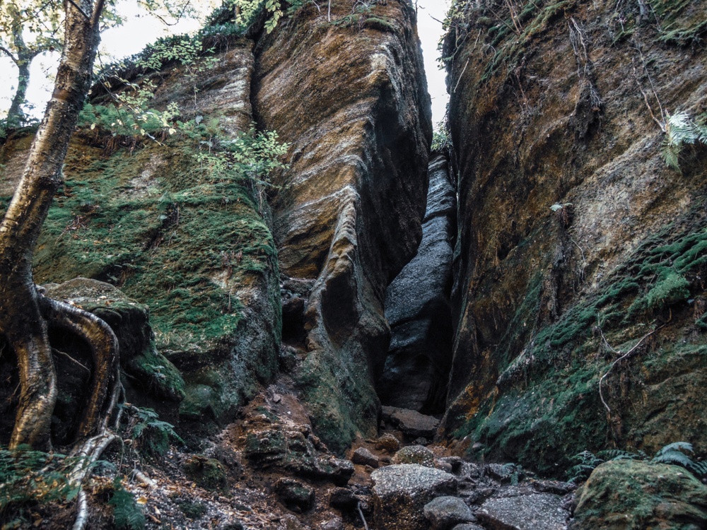 Looking up at a large rock formation in a wooded area that seems to be two formations meeting together. The rocks are covered in moss, ferns, vines, and there is a tree growing on one. 