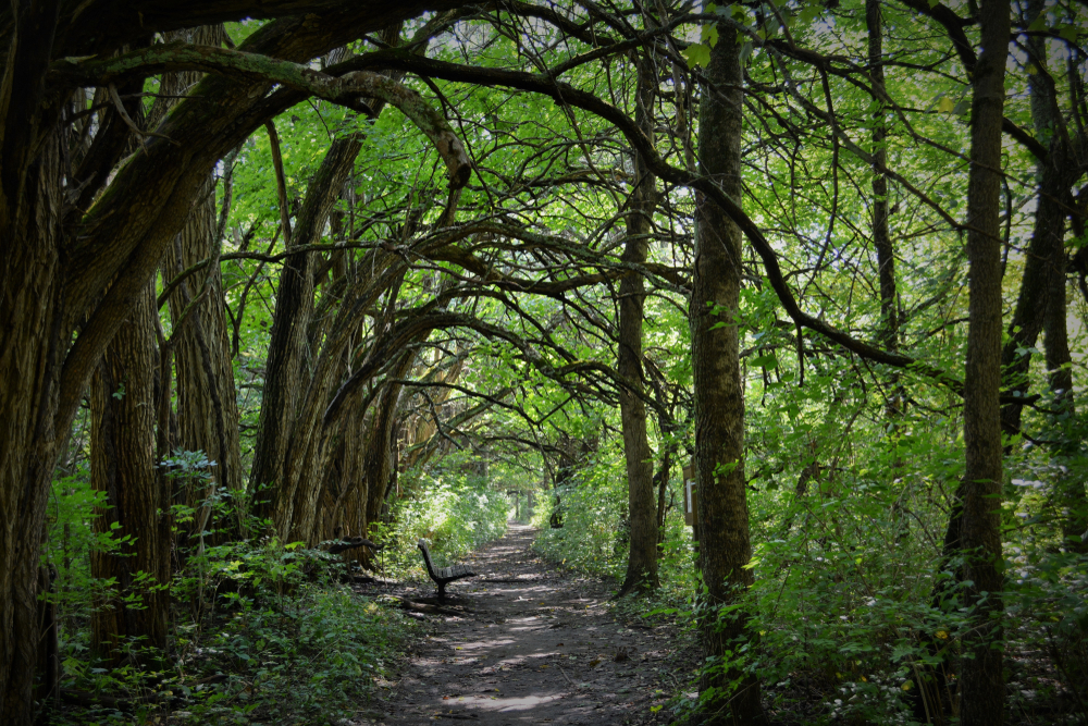 Looking down an Osage orange tree tunnel in a dense forest. The orange trees bend over a dirt path. Between the orange trees you can see tall grass and ferns, and there are other kinds of trees. One of the coolest hidden gems in Ohio. 