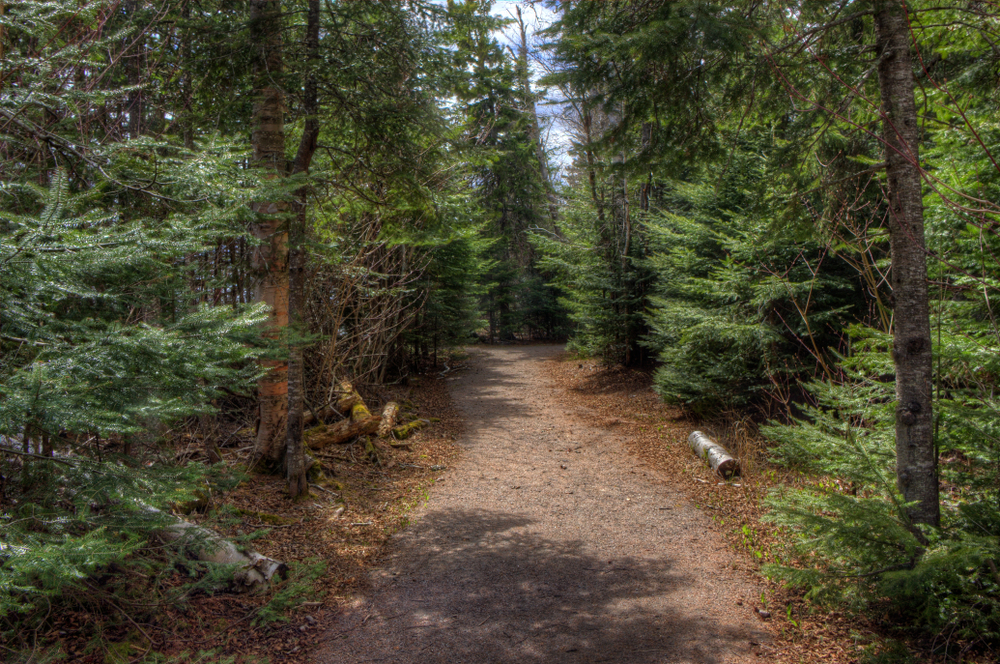 A hiking trail through the trees. Hiking the Superior Trail is one of the things to do in Grand Marais