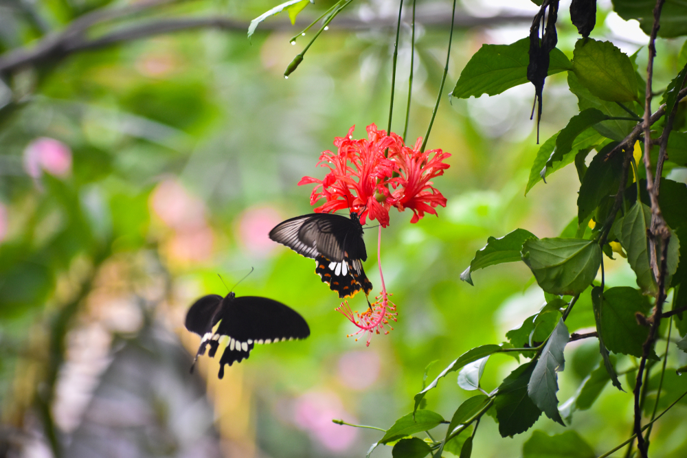 Two butterflies on a flower visiting the butterfly house is one of the things to do in Put-in-Bay