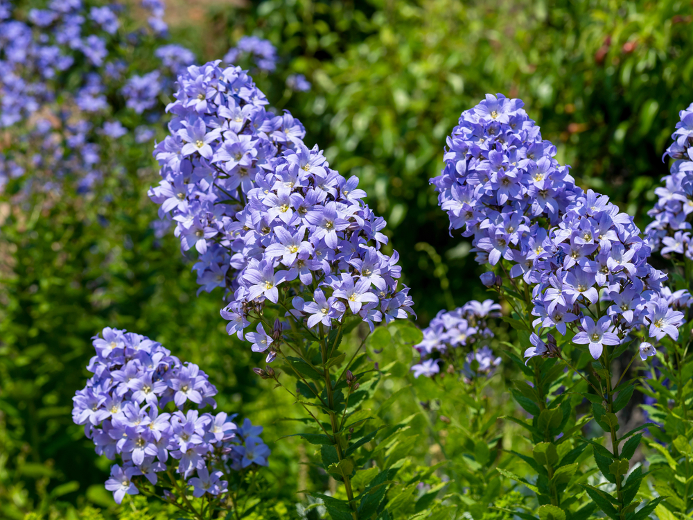 close up of some blue wild flowers