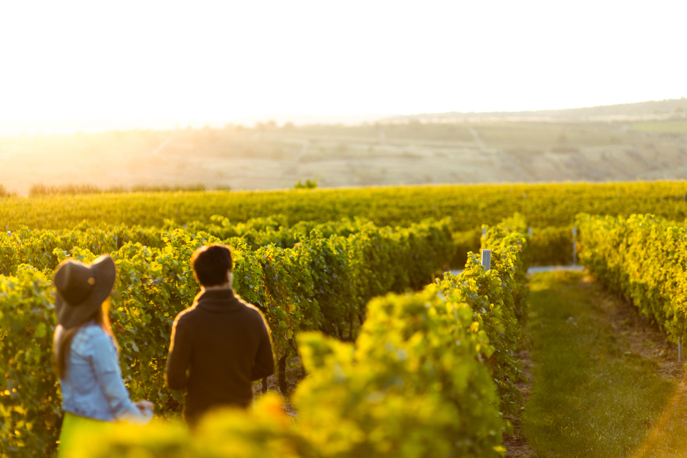 A couple walking down the row of a vineyard. You can see nothing but rows and rows of grapes in the vineyard. The couple have their back to the camera and aren't in focus but the vineyard is in focus. The best weekend getaway in Indiana.