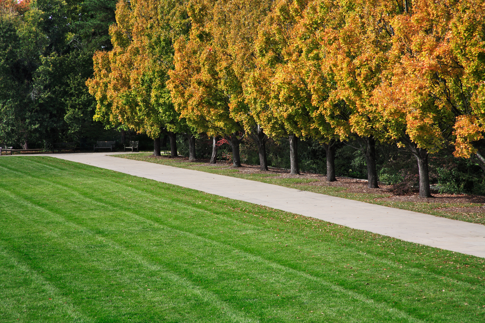 A green lawn with a sidewalk and a row of trees. The trees have yellow, orange, and green leaves. 