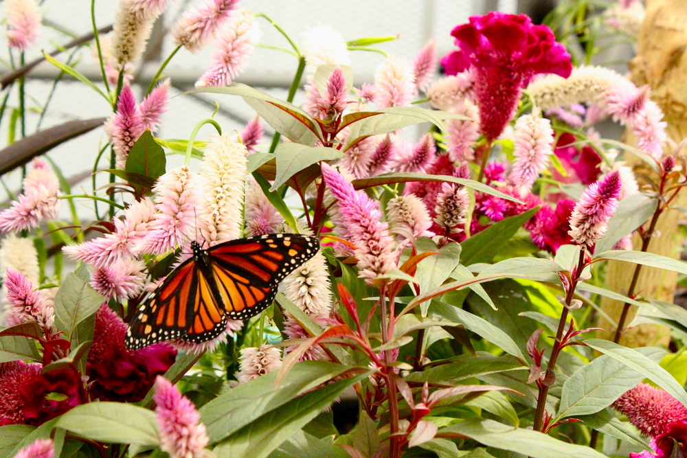 A monarch butterfly on a plant. The plant has dark pink and light pink flowers that grow in bunches straight up the stem. 