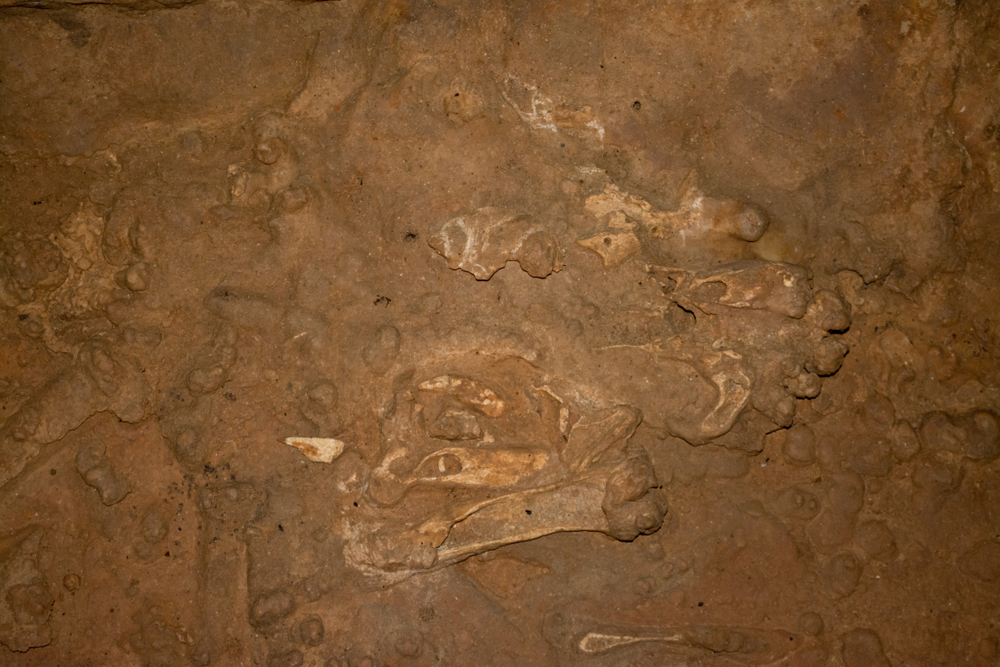 Bones found in a cave floor in one of the caves in Missouri lying in hardened brown soil.