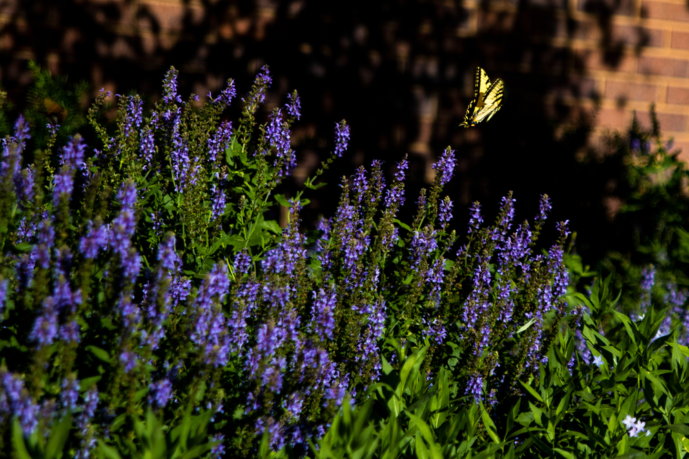 A bush with dark purple flowers on it. There is a yellow and black butterfly flying away from the flowers. Here is one of the best things to do in Lincoln!