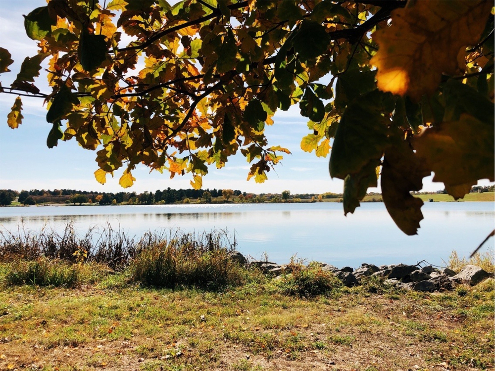 Look out onto a lake on a sunny day. There is a tree over the bank of the lake, tall grass, and large stones. In the distance you can see a wide lawn and tall trees. 