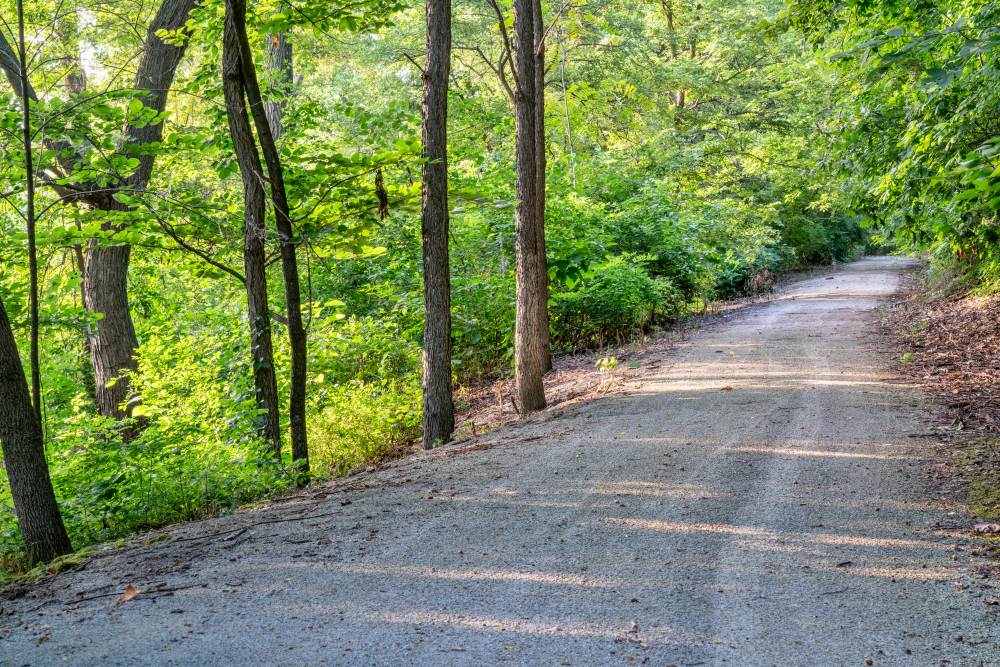 A gravel trail in the middle of the woods. The trail is surrounded by tall grasses and trees with green leaves. 