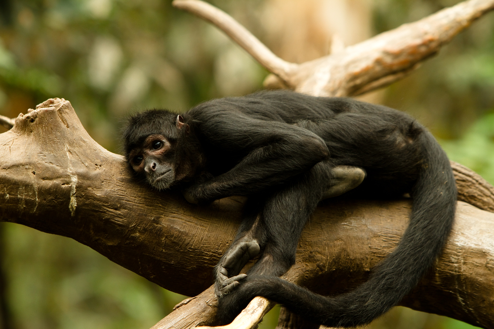 Monkey laying down on a branch of tree, visiting here is one of the best things to do on Nebraska