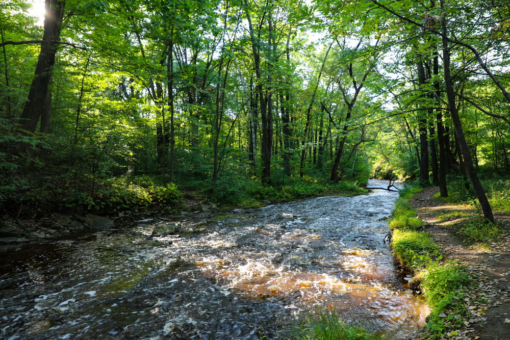 a river creek flowing while surrounded by trees things to do in green bay