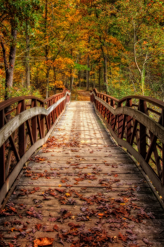A bridge leading into trees with fall covers in Oak Openings