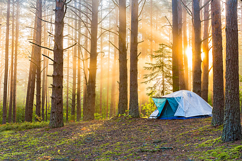 tent surrounded by trees as the sun rays fall on the ground