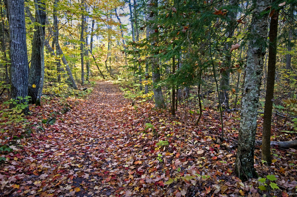trail covered with leaves and surrounded by trees