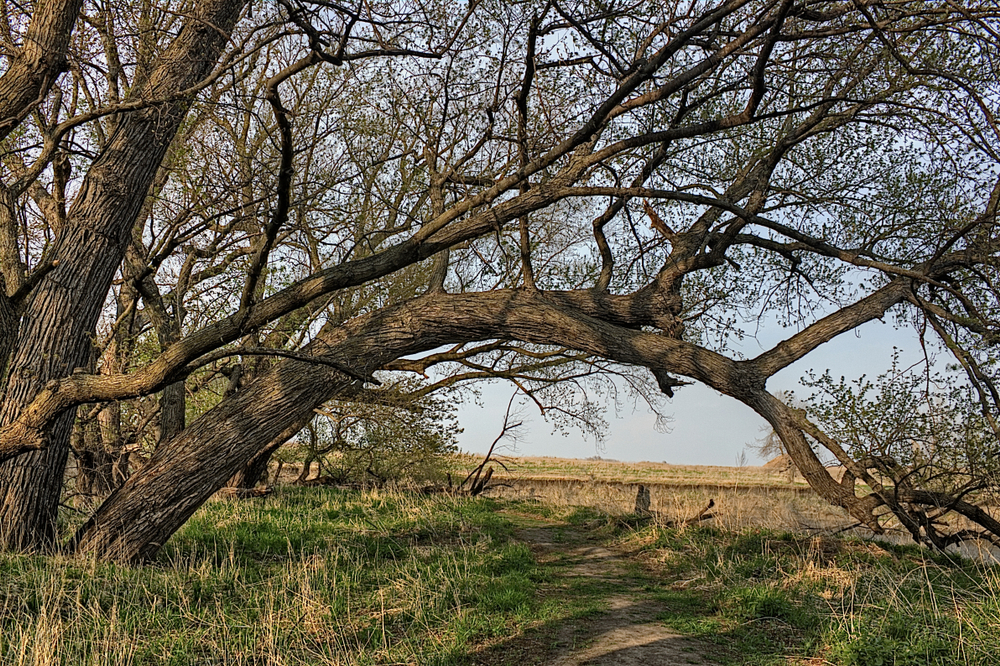 A trail with trees arching over it at a park in SD. There is tall grass around the trail and in the distance you can see a field. 