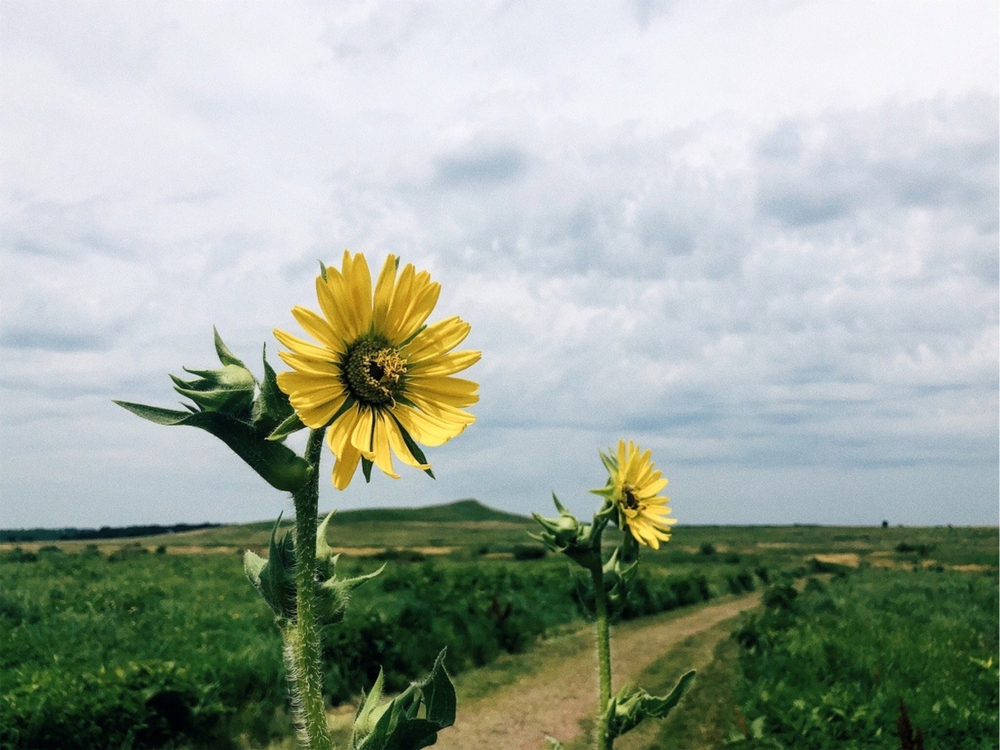 Sunflowers in a prairie surrounding Spirit Mound Historic Site. You can see Spirit Mound in the distance. 