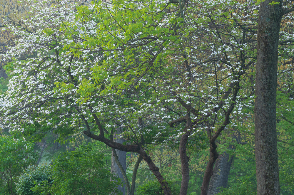 Trees with one of them in flower with white flowers