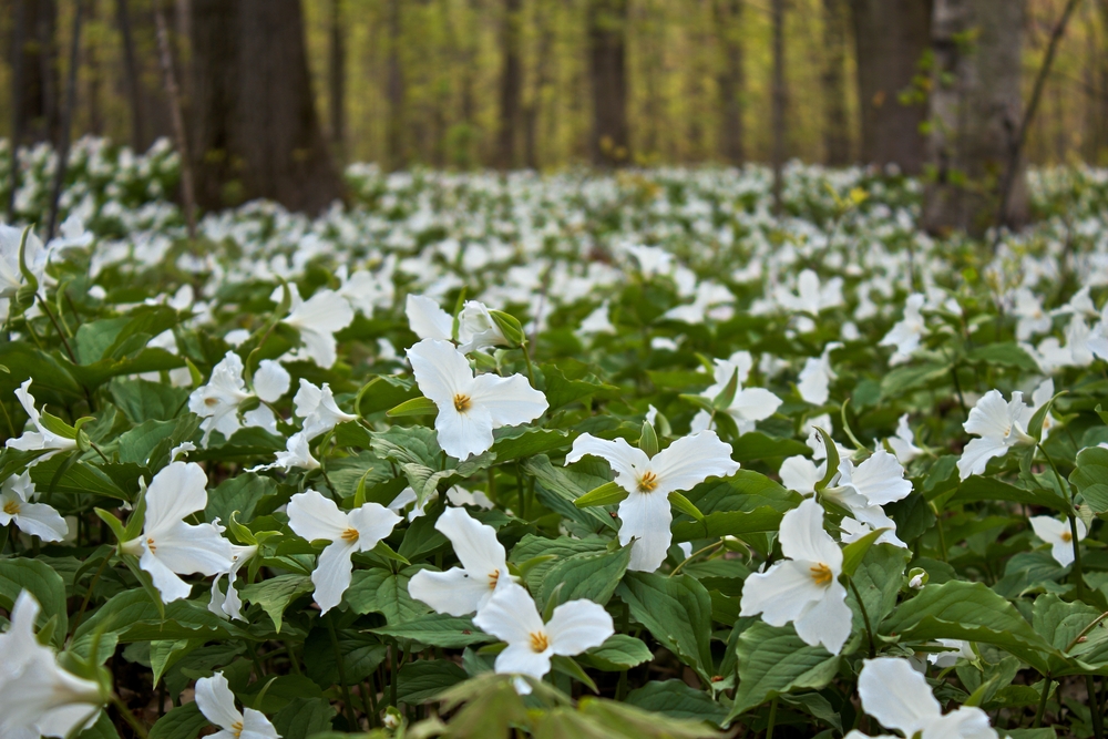 A carpet of white wildflowers in an article about things to do about Kalamazoo MI