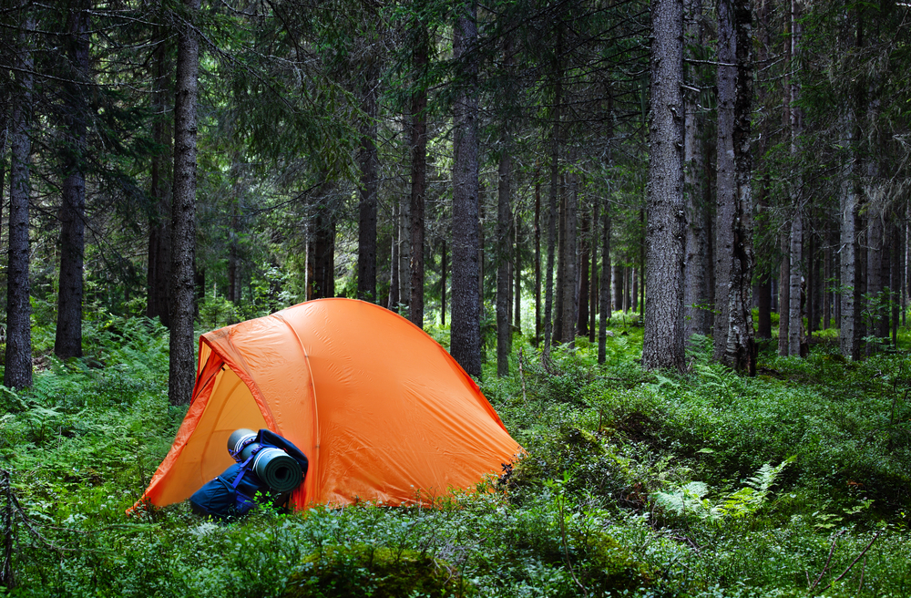 A bright orange tent in the middle of the woods. It is surrounded by ferns and tall grasses and shrubs. Its one of the primitive camping in Ohio campsites. 