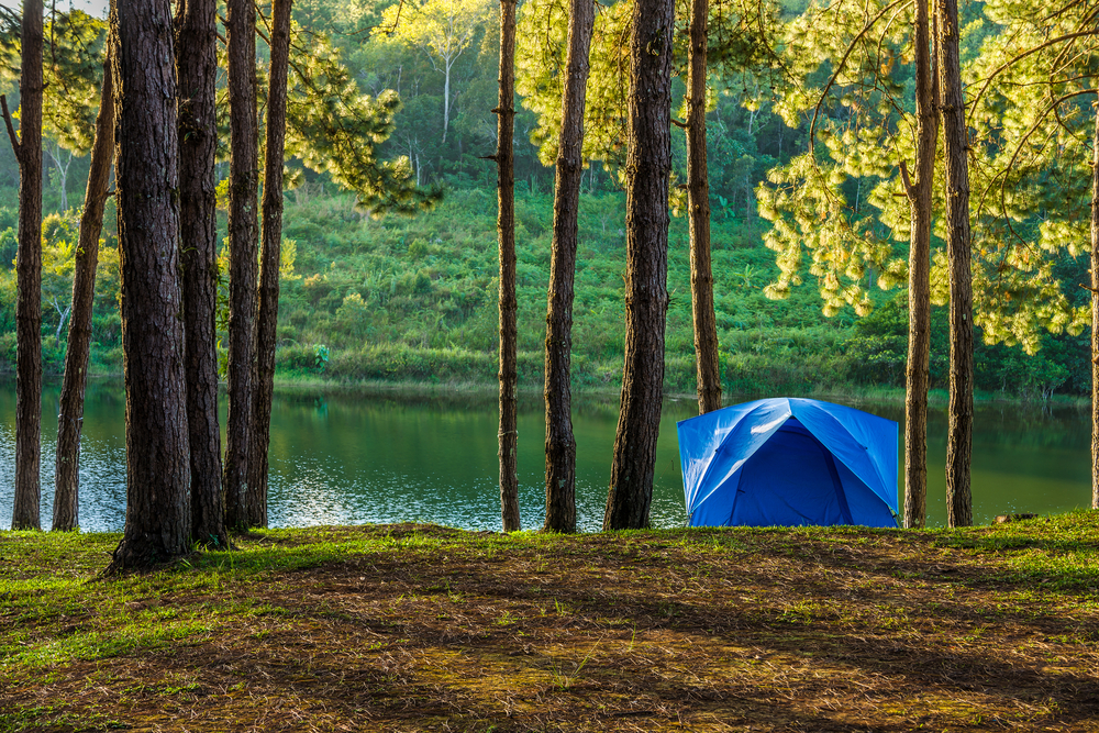 A small blue tent on the side of a river or lake. It is surrounded by a few tall skinny trees. On the other side of the lake you can see a dense forest. 