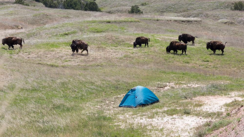 A small blue tent in a grassy plain where several bison are grazing. One of the coolest camping in South Dakota experiences. 