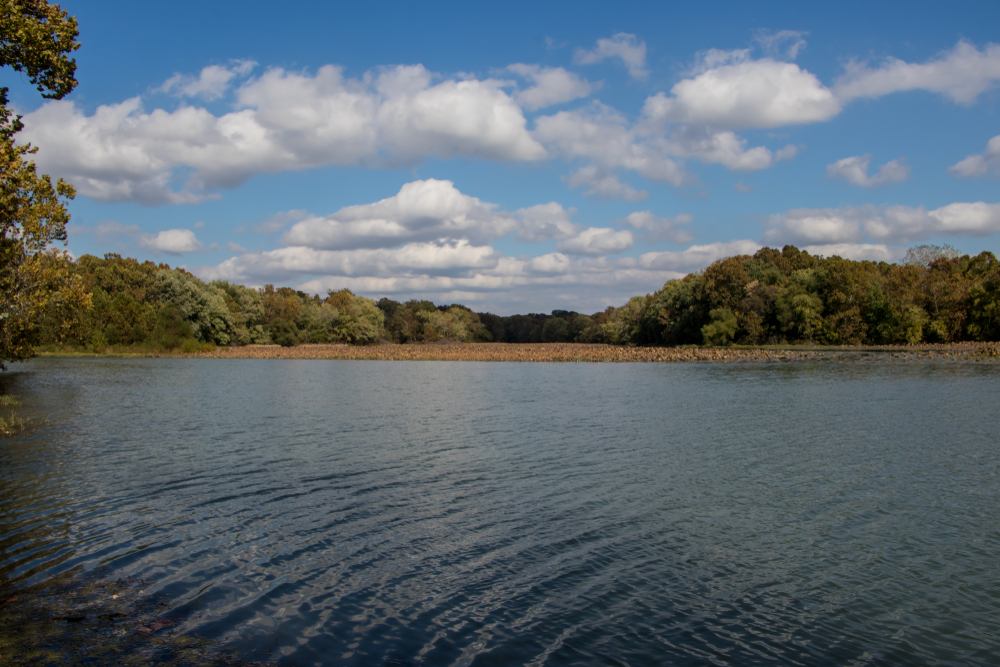 Springfield Lake in the sunshine with trees around it